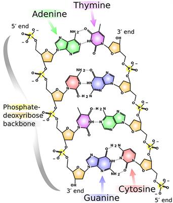 A Stochastic Phylogenetic Algorithm for Mitochondrial DNA Analysis